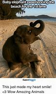 Image result for Baby Elephant Texas Weather Meme