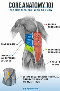 Image result for Abdominal Core