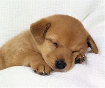 Image result for Dog Baby