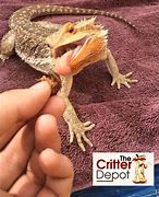 Image result for Pinhead Crickets