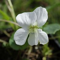 Image result for Viola sororia Albiflora