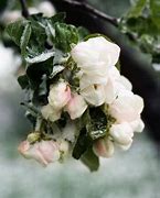 Image result for Apple Blossom Tree in the Snow