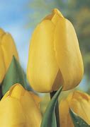 Tulipa Golden Parade に対する画像結果