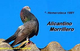 Image result for alicantino