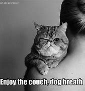 Image result for White Cat On Couch Meme