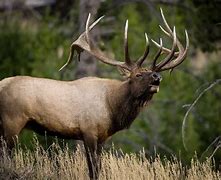 Image result for Largest Elk Ever