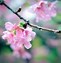 Image result for Blooming Cherry Tree