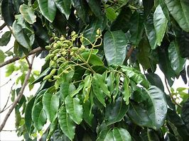 Image result for Tree with Small Green Fruit