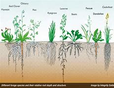 Image result for Root System of Nature