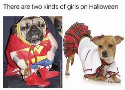 Image result for Funny Costume Dog Memes