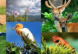 Image result for fauna