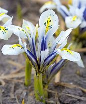 Image result for Iris reticulata Eye Catcher