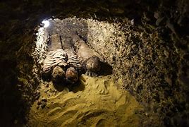 Image result for Mummies Hive