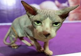 Image result for Funny Ugly Cat Face
