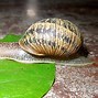 Image result for caracol�