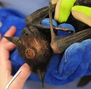 Image result for Bumblebee Sized Bat