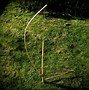 Image result for Survival Snare Traps