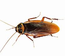 Image result for Cockroaches In-House
