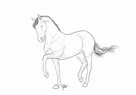 Image result for Dressage Horse Draw