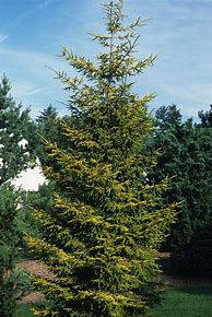 Image result for Picea Orientalis Skylands