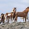 Image result for Wild Horses in Wyoming