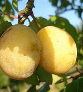Image result for Prunus domestica Sainte Catherine