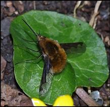 Image result for Dark-Edged Bee Fly