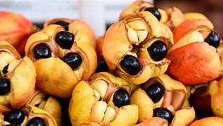 Image result for jamaica ackee