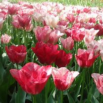 Tulipa Hemisphere માટે ઇમેજ પરિણામ