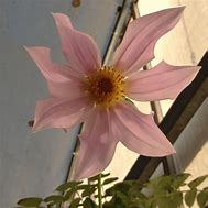 Image result for Dahlia Imperialis