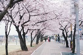 Image result for Yeouido Plum Blossom