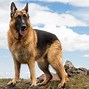 Image result for Top 10 Best Guard Dogs