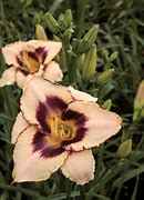 Image result for Hemerocallis Awesome Blossom