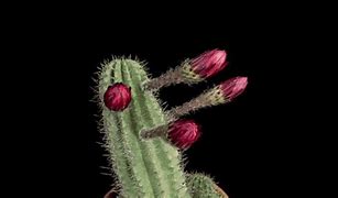 Image result for Cactus iPhone Case