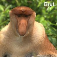 Image result for Funny Monkey Big Nose