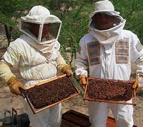 Image result for apicultor