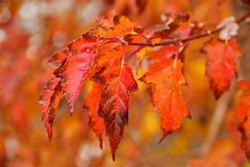 Image result for Acer Ginnala Amur Maple Tree