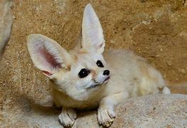 Image result for Fenec Fox Real Life