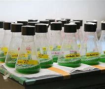 Image result for First Generation Biofuels