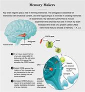 Image result for How Memory Formation Works