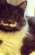 Image result for Tom the Cat with Mustache