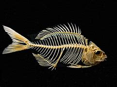 Image result for Fish Skeleton