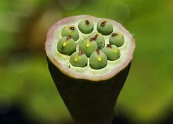 Image result for Lotus Seed Pod Skin Disease