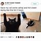 Image result for Wholesome Cat Memes to Make You Laugh
