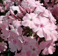 Image result for Phlox Rosa Pastell (Paniculata-Group)