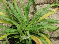 Image result for carlina_vulgaris