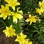 Image result for Do Lilies have Seeds