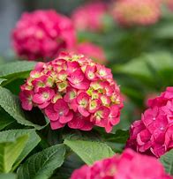 Image result for Summer Crush Hydrangea Care