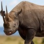 Image result for The Official Animal of Kenya