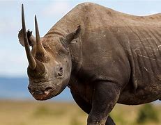 Image result for Kenya Africa Animals